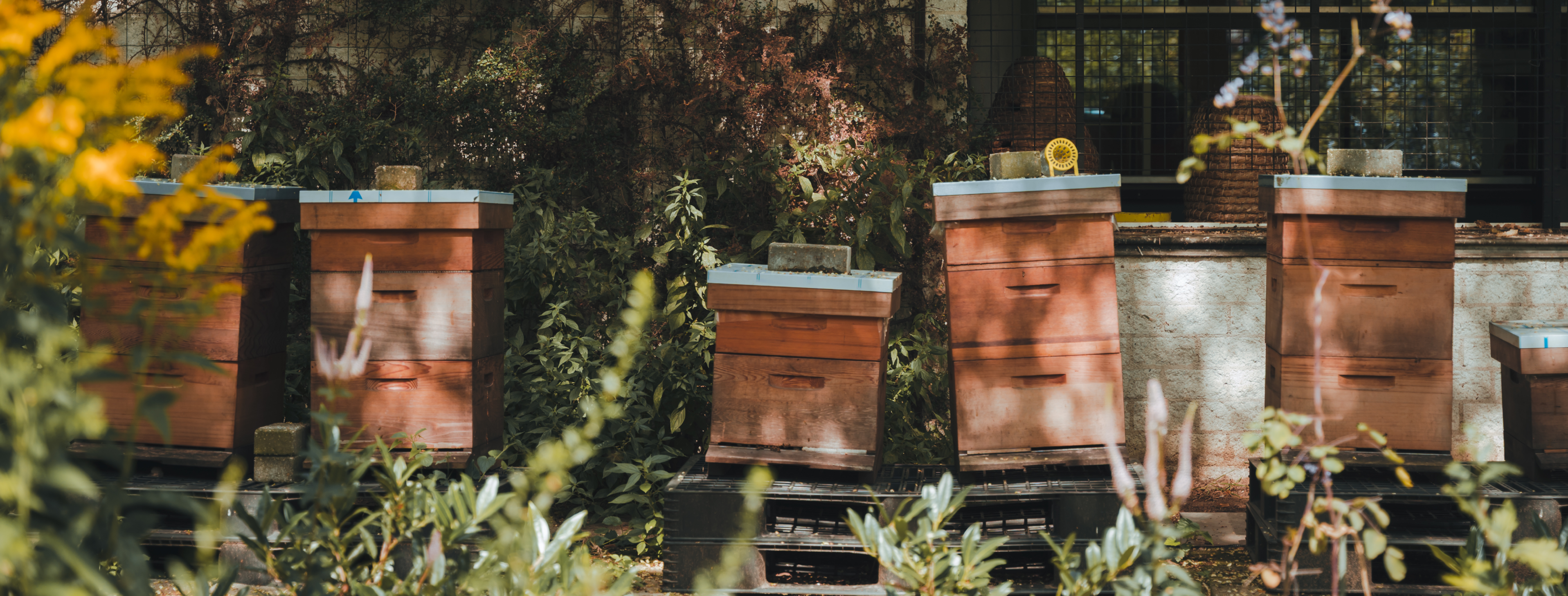 bijenkassen op een rijtje in het groen