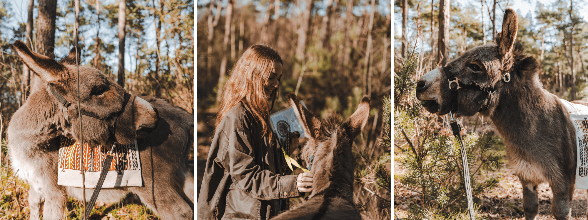 ezeltjes in Heythuysen
