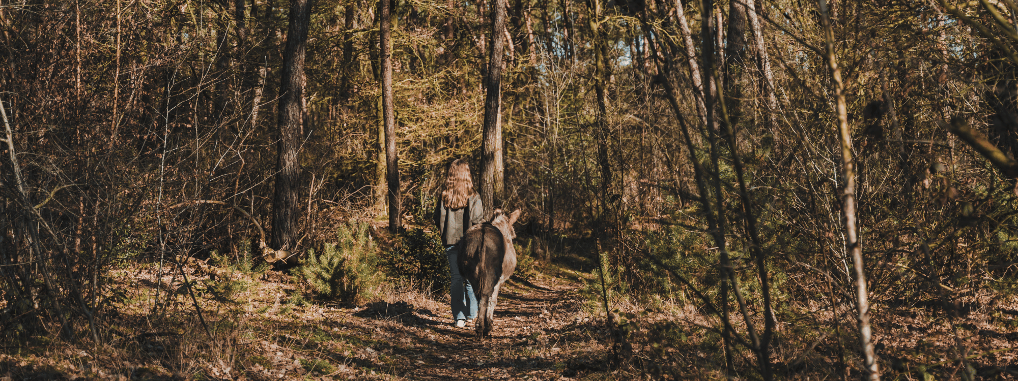 Ezeltjes wandelen in het bos
