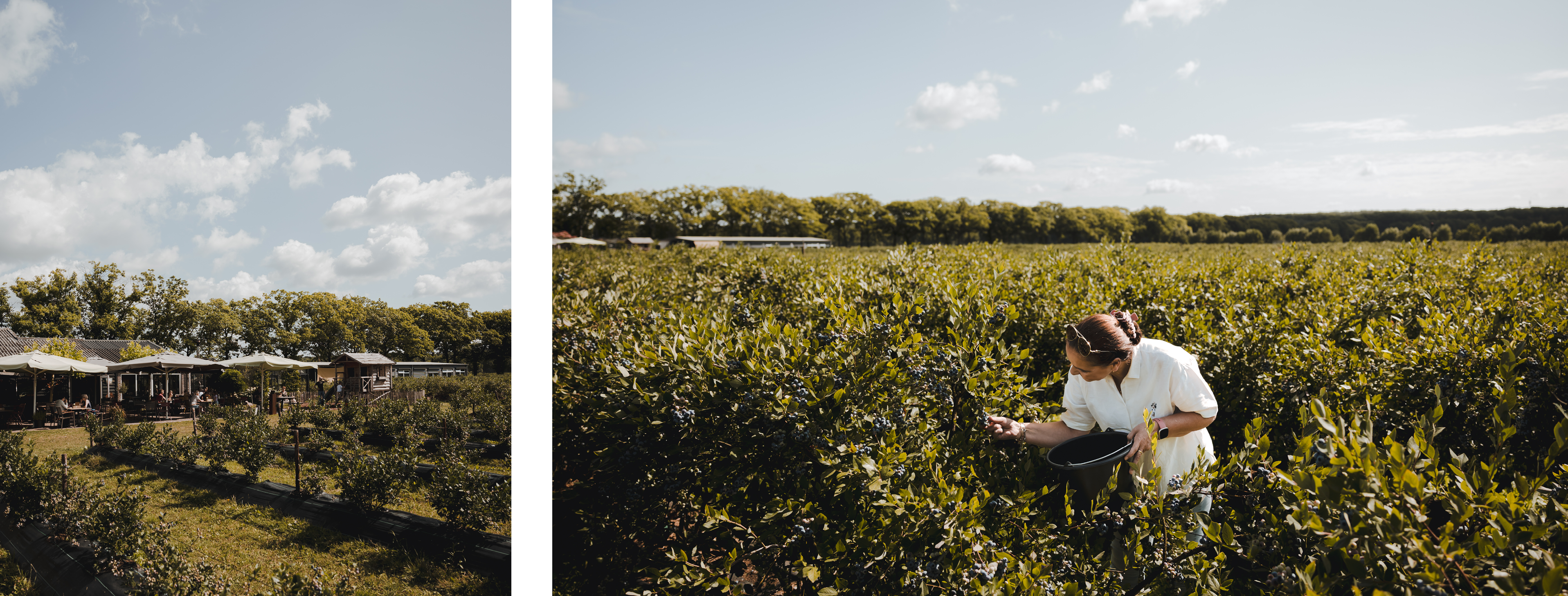 Zomer op z'n bes(t). Blauwe bessen plukken in een groot veld.