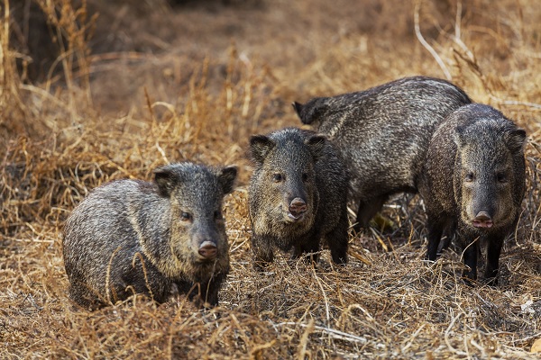 Groepje met everzwijnen