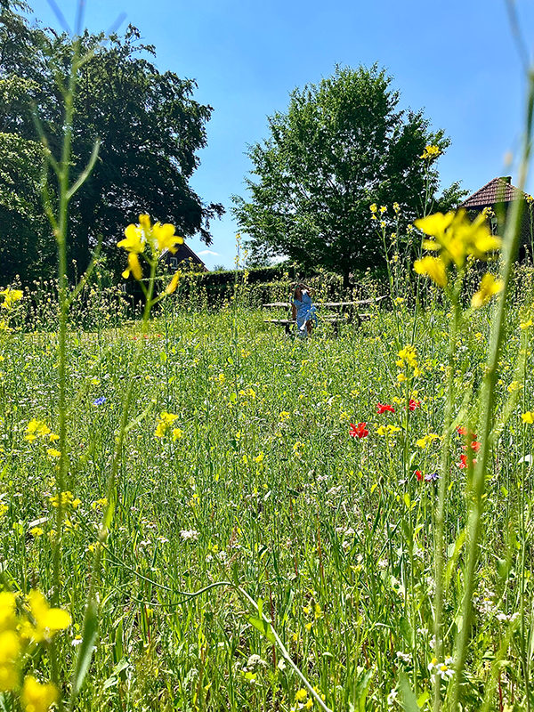 Picknickplek tijdens het petranpad tussen de bloemen