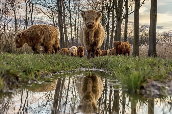 Scottish Highlander looks into camera as reflection can be seen in a mud puddle
